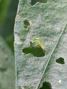 Caterpillar eating chilli plant