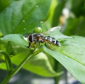 Hoverfly laying eggs on a chilli plant