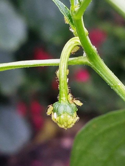 Greenfly on Chilli Flower