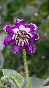 Rocoto pepper flower (Capsicum pubescens)