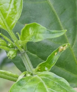 Greenfly causing twisted leaf growth on a chilli plant